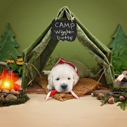 Golden Retriever Puppies from Lovasi Goldens