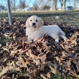 Amelia - Light golden female Golden Retriever puppy in Seymour, Missouri from High Road Golden Retrievers