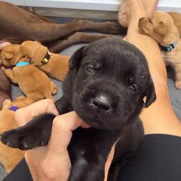 Flynn Orange Collar - Black male Labrador Retriever puppy in Elloree, South Carolina from Moonlight Kennels LLC