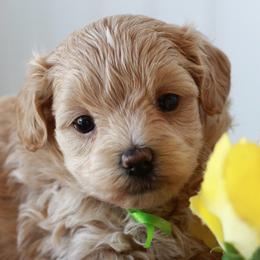Miss Green - Cream female Maltipoo puppy in Springtown, Texas from North Texas Puppies