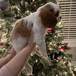 Cavalier King Charles Spaniel Puppies from Ridgefield Cavaliers