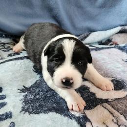 Night - Black and white male Border Collie puppy in Morgan, Texas from Shooting Star Ranch