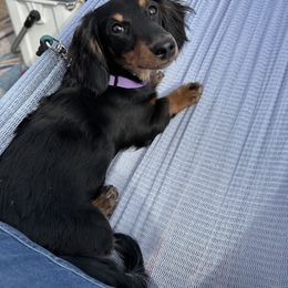 Dachshund All Grown Up from Wrangling Dachshunds