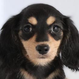 Heidi - Black and cream female Dachshund puppy in Azle, Texas from American Dachshunds