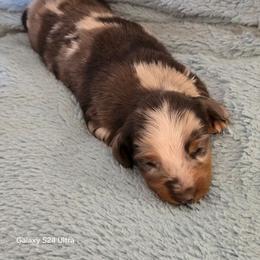 Cupid 4,300 - Dapple male Dachshund puppy in Tonopah, Arizona from Desert Diamond Dachshunds