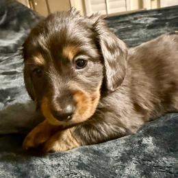 Big Boy - Fawn (isabella) and cream male Dachshund puppy in Glendale, Arizona from Collier Dachshunds