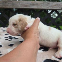 Zeus - Lemon and white male Basset Hound puppy in Denison, Texas from Emma Lou's Baby Bassets