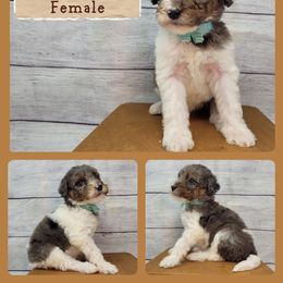 Jellybean - Parti female Goldendoodle puppy in Grabill, Indiana from Rose's Doodles