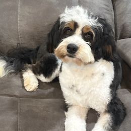 Bailee - Bernedoodle
