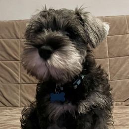 Miniature Schnauzers from Aurora Miniature Schnauzers