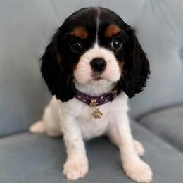 Willow - Tri-color female Cavalier King Charles Spaniel puppy in Mount Dora, Fl, Florida from Breezy Palms Cavaliers