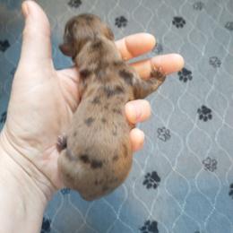 Beans - Dapple female Dachshund puppy in Annandale, Minnesota from Weiners on a Hill