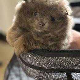 Lilac lavender Girl - Lavender female Pomeranian puppy in Sunnyside, Washington from The Pom farm