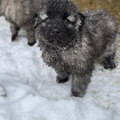 Aussiedoodle and Sarplaninac Puppies from Pesky Redneck Mini Ranch
