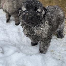 Aussiedoodle and Sarplaninac Puppies from Pesky Redneck Mini Ranch