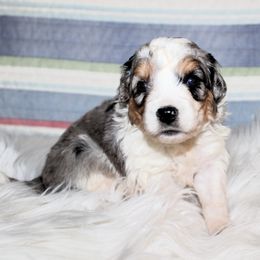 Darby mini aussiedoodle - Aussiedoodle puppy from Lazy S Aussies