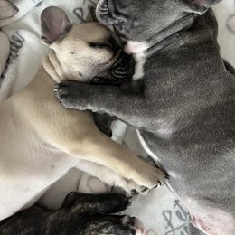 French Bulldog Puppies from A Cute Pair of Frenchies
