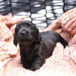 Hestia - Brindle female Dachshund puppy in Eaton, Ohio from Miniature Alphas Dachshunds