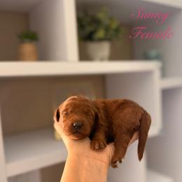 Sunny - Red  female Goldendoodle puppy in Las Vegas, Nevada from Dose of Doodles