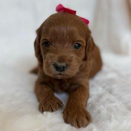 Sakura (6-8 lbs full grown) - Red  female Goldendoodle puppy in Phelan, California from High Desert Doodles - the original