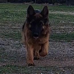 ZULEMA VON GEESA - German Shepherd