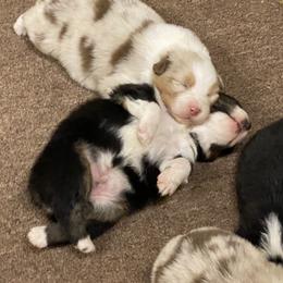 Australian Shepherd Puppies from Mullis Australian Shepherd