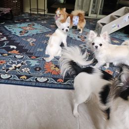 Chihuahua Puppies from Pretty Little Chis