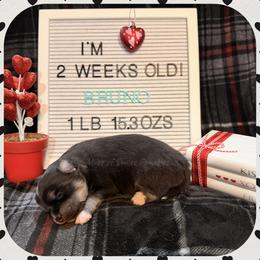 Bruno - Black male Pomsky puppy in Marshall, Minnesota from Miles of Smiles Pomskies