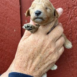 Almond Joy - Apricot female Poodle puppy in St. Johnsbury, Vermont from Poodles of the Northern Woods