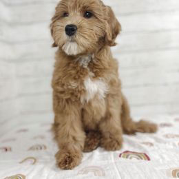 Aussiedoodle and Goldendoodle Puppies from Garside Doodles
