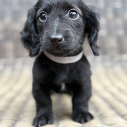 Dachshund Puppies from Winnie’s Doxies