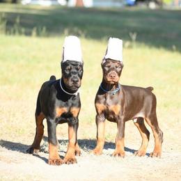 General - Black and rust male Doberman Pinscher puppy in Overton, Texas from Obsidian Kennel