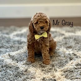 Mr Gray - Goldendoodle puppy from JD Goldendoodles