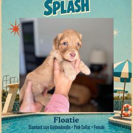 Floatie - Dallas TX - 4,000 - Red  female Goldendoodle puppy in Garland, Texas from Twilight Doodles