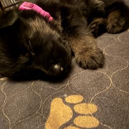 A--Pink collar girl - Bi-color female German Shepherd puppy in Centralia, Illinois from Janices AKC German Sheperds LLC
