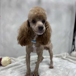 Eli - Poodle