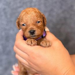 Coco - Red  female Goldendoodle puppy in Sacramento, California from GoldenDoodle Love