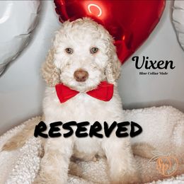 Vixen - Cream Goldendoodle puppy in Barnesville, Georgia from Sweet Peach Doodles