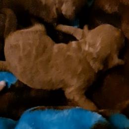 Girl 1 - Red  female Poodle puppy in Greenville, Texas from RhineStone Poodles