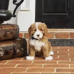Australian Labradoodle Puppies from Berrybrook Doodles