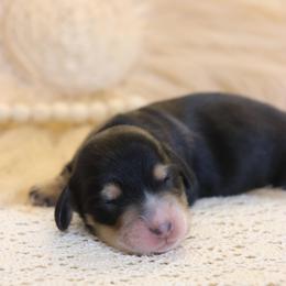 Rio - Black and tan male Dachshund puppy in Nolensville, Tennessee from Boothe’s Dachshunds