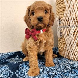 Duke - Red male Cavapoo puppy in Temecula, California from Oodles O'Doodles