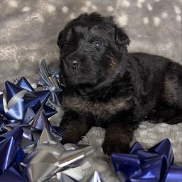 Blue color - Bi-color female German Shepherd puppy in Marion, Ohio from Legacy K9’s