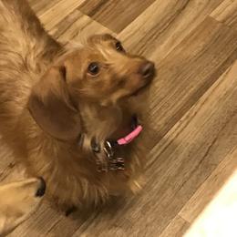 Ruby - Dachshund
