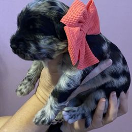 Goldendoodle Puppies from Peachy Sweet Goldendoodles