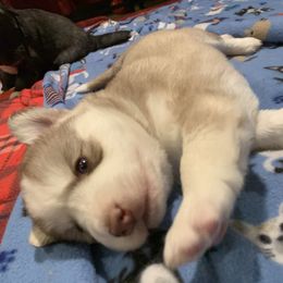 Siberian Husky Puppies from Myths and Legends Siberian Huskies