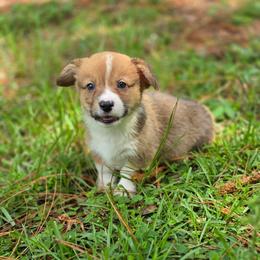 Agustín - Sable and white male American Corgi puppy in Tallahassee, Florida from Koko's Korgis