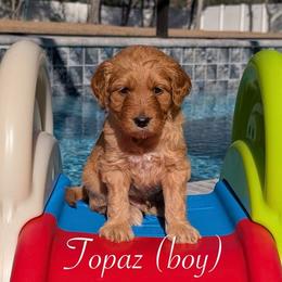 Topaz - Red  male Goldendoodle puppy in Beverly Hills, Florida from Bundle of Joy Doodles