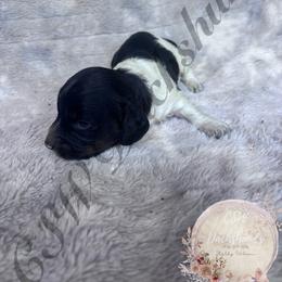 Teddy - Piebald male Dachshund puppy in Lufkin, Texas from CSW Dachshunds