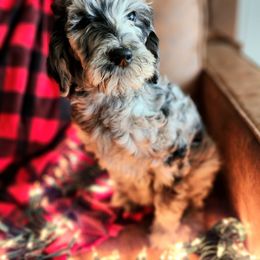 Hashtag - Merle Labradoodle puppy in Somerset, California from Annie’s Animals